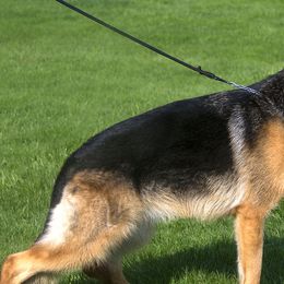 German Shepherds from von Wolfstal German Shepherds