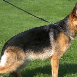 German Shepherds from von Wolfstal German Shepherds