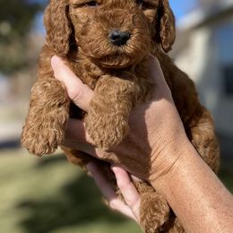 Cavapoo and Goldendoodle Puppies from A2Z Doodles