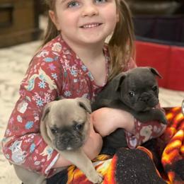 French Bulldog Puppies from Bleu Steele French Bulldogs