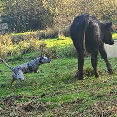Siren - Working Dog Cross