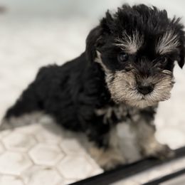 Flower - Black and silver female Miniature Schnauzer puppy in La Mirada, California from SchnauzersRus