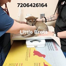 Kringle Sesame - Sesame male Shiba Inu puppy in Colorado Springs, Colorado from Little Brats