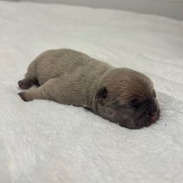 Olaf - Blue male French Bulldog puppy in Salisbury, Maryland from 77 Frenchies Maryland