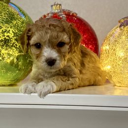 Boy 3 - Apricot male Cavapoo puppy in Nampa,, Idaho from Clig Doodle Days
