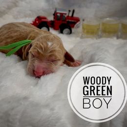 Woody - Apricot male Goldendoodle puppy in Harrisburg, Oregon from Dolly’s Doods