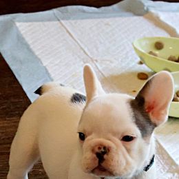 French Bulldog Puppies from Novastar French Bulldogs