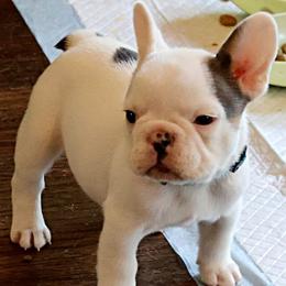 French Bulldog Puppies from Novastar French Bulldogs