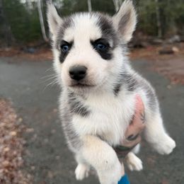 1 - Black and white male Siberian Husky puppy in Solon Springs, Wisconsin from Snowfall Siberians