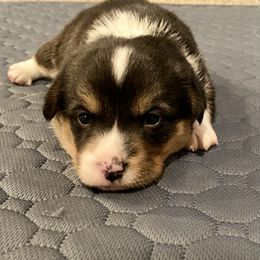 Stocking - Black and tan Pembroke Welsh Corgi puppy in Arcanum, Ohio from Weissway Corgis