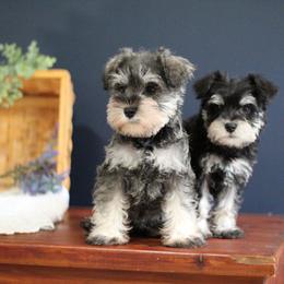 Miniature Schnauzer Puppies from Clay Hill Kennels