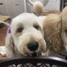 Mag - Goldendoodle
