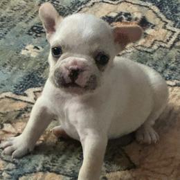 Yoda - Cream male French Bulldog puppy in Enid, Oklahoma from Herell's French Bulldogs