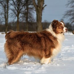 Duke - Australian Shepherd