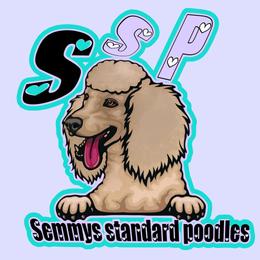 Poodle Puppies from Semmy’s standard Poodle