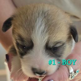 Puppy 1 - Red male Pembroke Welsh Corgi puppy in Buffalo, Wyoming from Diamond K Corgis