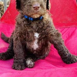 Goldendoodle Puppies from Sunshine Doodles