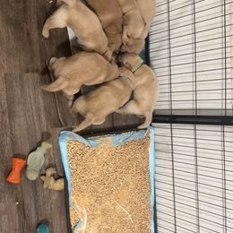 Golden Retriever and Poodle Puppies from Tori’s Golden Retrievers and Poodles