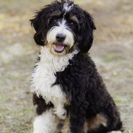 Bernedoodle and Goldendoodle All Grown Up from Sunkissed Doodles