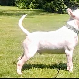 Bull Terriers from Tuffnutz Bull Terriers