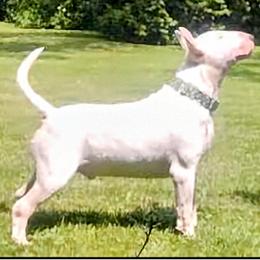 Bull Terriers from Tuffnutz Bull Terriers