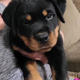 Rottweiler Puppies from LG's Rottweilers