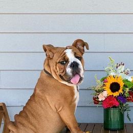 Bulldogs from OkBullieBabies