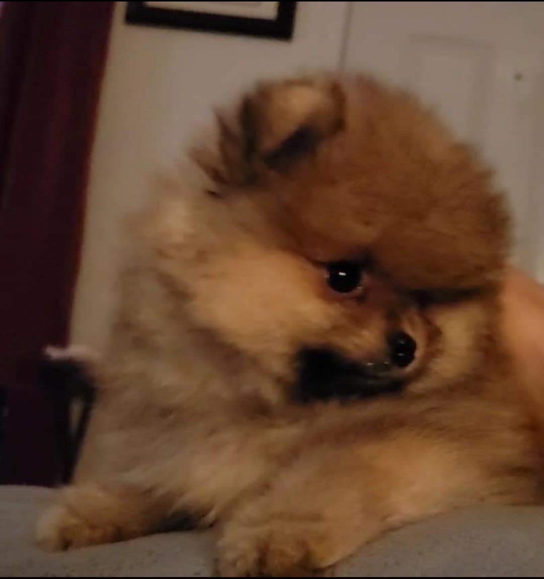 Pomeranian Puppies from TNT Pomeranians