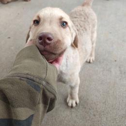 Pitaya(Dragon fruit) - Deadgrass male Chesapeake Bay Retriever puppy in Soap Lake, Washington from Desert Oasis Kennels