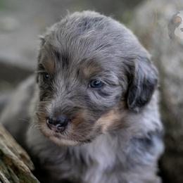 Matthew Cuthbert - Blue merle male Bernedoodle puppy in Eureka, Illinois from Joley Aire Family Dogs