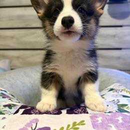 Janice Joplin - Black and tan female Pembroke Welsh Corgi puppy in Pensacola, Florida from Blue Angel Kennels