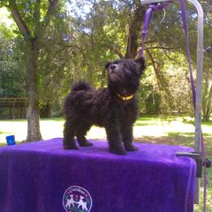 "Yellow, a lovely dog" Pumi Puppies from Kismet Pumis