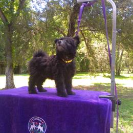 "Yellow, a lovely dog" Pumi Puppies from Kismet Pumis