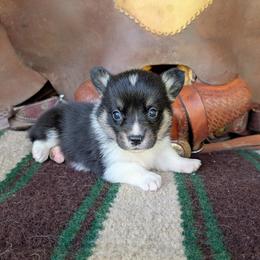 Charles Ingalls - Black and tan male American Corgi puppy in Paden, Oklahoma from Sunray Ranch