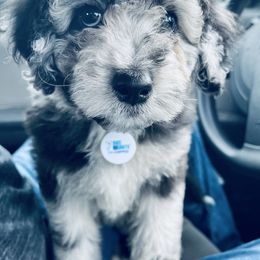 Aussiedoodle and Poodle Puppies from Sassy Poodle’s & Doodle’s