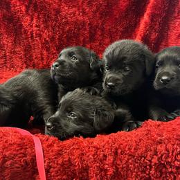 Girl 5 - 5th pick - Black female Labrador Retriever puppy in Beaverdam, Virginia from Gold Heart Labradors