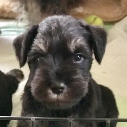 Miniature Schnauzer Puppies from Divine Miniature Schnauzers