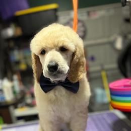 Boy 3 - Apricot male Poodle puppy in Upper Marlboro, Maryland from CURLS KENNEL