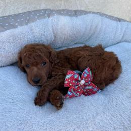Red collar - Red  female Poodle puppy in Riverside, California from Riverside red poodles
