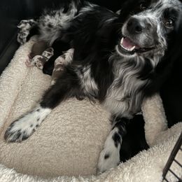 Australian Shepherd, Miniature American Shepherd, Miniature Australian Shepherd, and Toy Australian Shepherd Puppies from Painted Blue Aussies