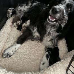Australian Shepherd, Miniature American Shepherd, Miniature Australian Shepherd, and Toy Australian Shepherd Puppies from Painted Blue Aussies