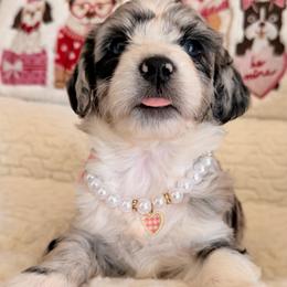 Panda - Blue merle female Aussiedoodle puppy in Dickerson, Maryland from Pawsome Aussie Doodles and Oodles