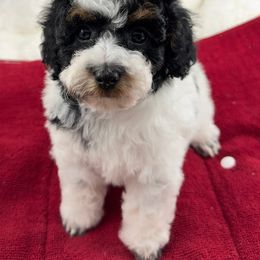 Fig - Parti male Poodle puppy in Henderson, Nevada from P3Puppies