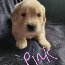 Pink Collar - Light golden female Golden Retriever puppy in Brush Prairie, Washington from Paradise Peaks