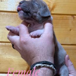 Blue  brindle all white chest - Brindle female Great Dane puppy in Greenville, South Carolina from Allen’s Ridge Ranch