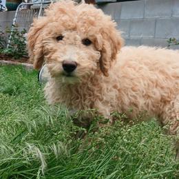 Ember - Phantom female Goldendoodle puppy in Harrisburg, Nebraska from Wildcat Hills Doodles