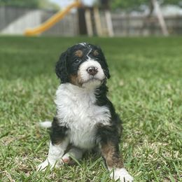 Bernedoodle Puppies from Creekside Doodles