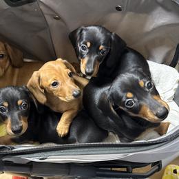 Dachshunds from Anastasia’s Royal Weenies