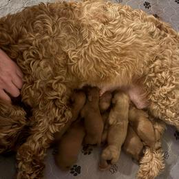 Nabbit - Red  male Goldendoodle puppy in Dayton, Tennessee from MK Goldendoodles