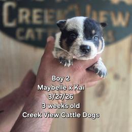 Boy 2 - Blue male Australian Cattle Dog puppy in Monroe, North Carolina from Creek View Cattle Dogs